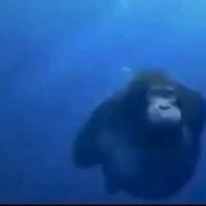 Meet your Posher, Nicholas